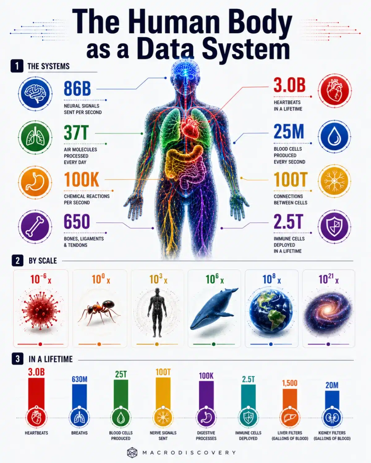 The Human Body as a Data System
