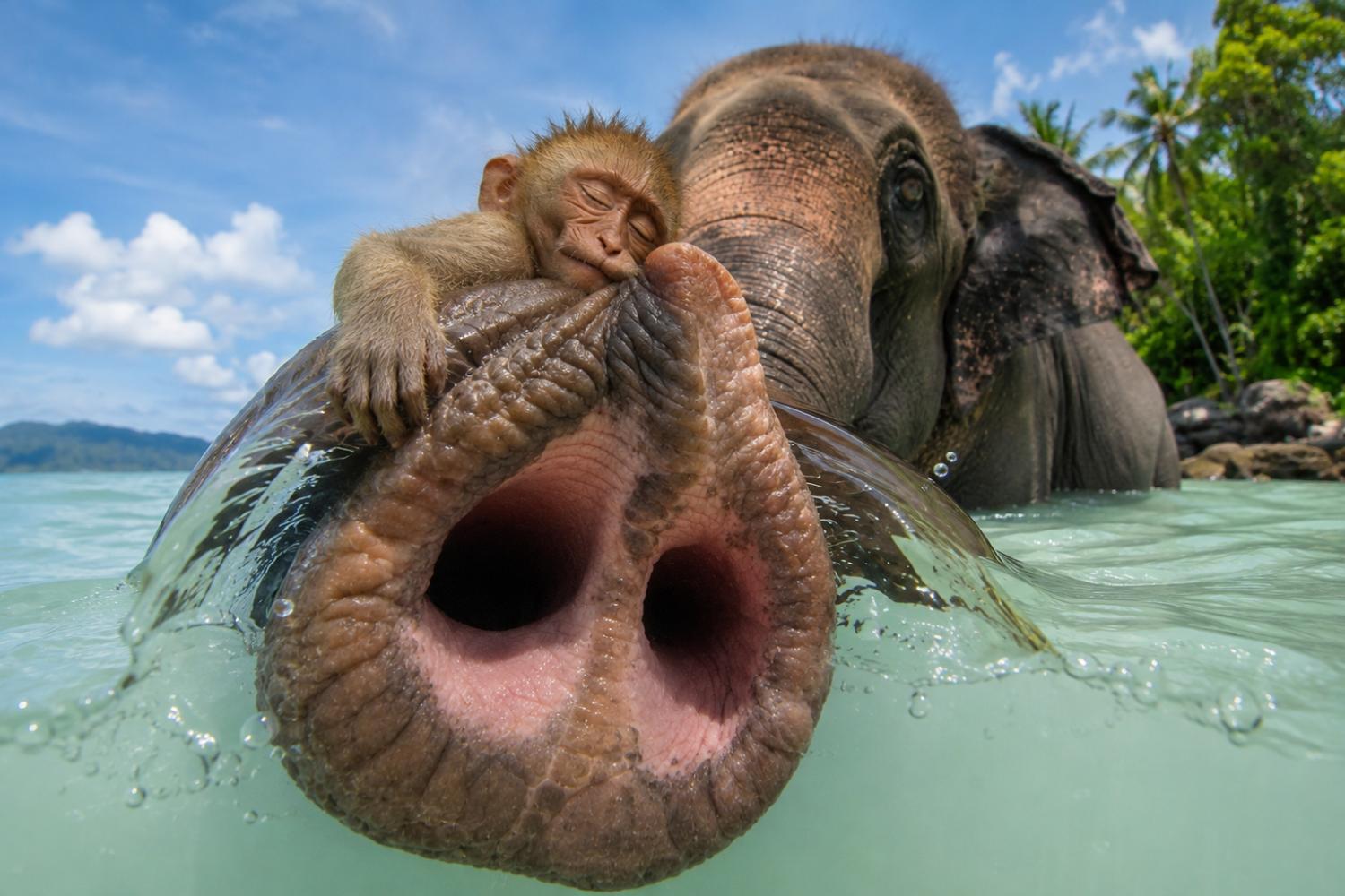 Baby monkey sleeping on an elephant's trunk in turquoise water
