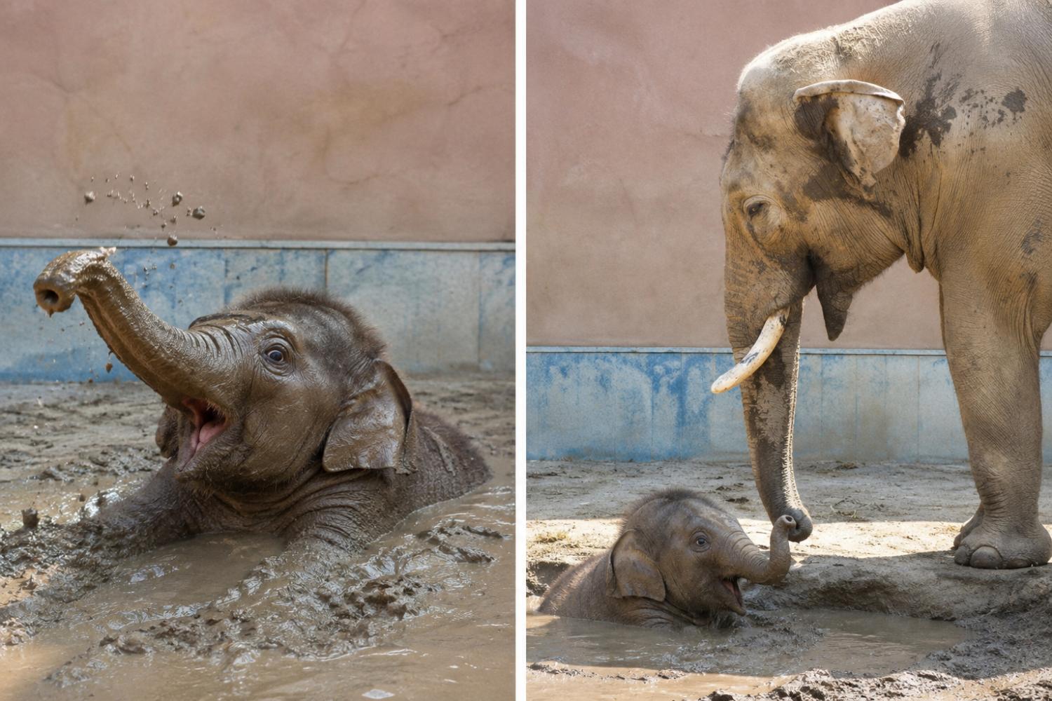 Baby elephant joyfully playing in thick mud while an adult watches nearby