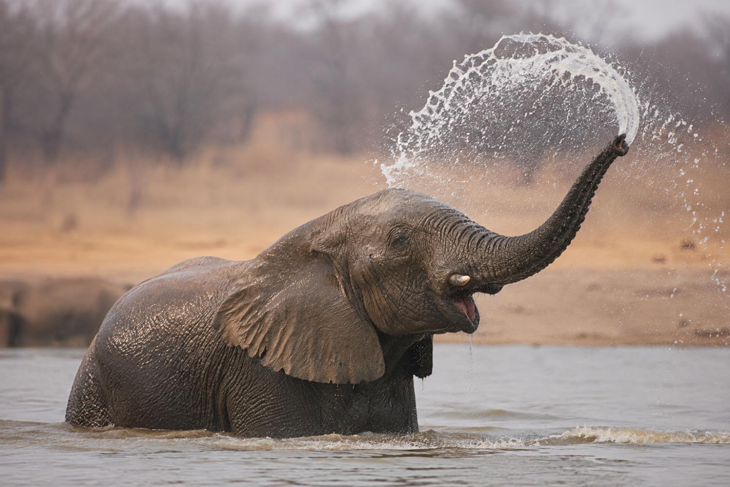 Elephant in a river spraying a perfect arc of water high into the air with its trunk