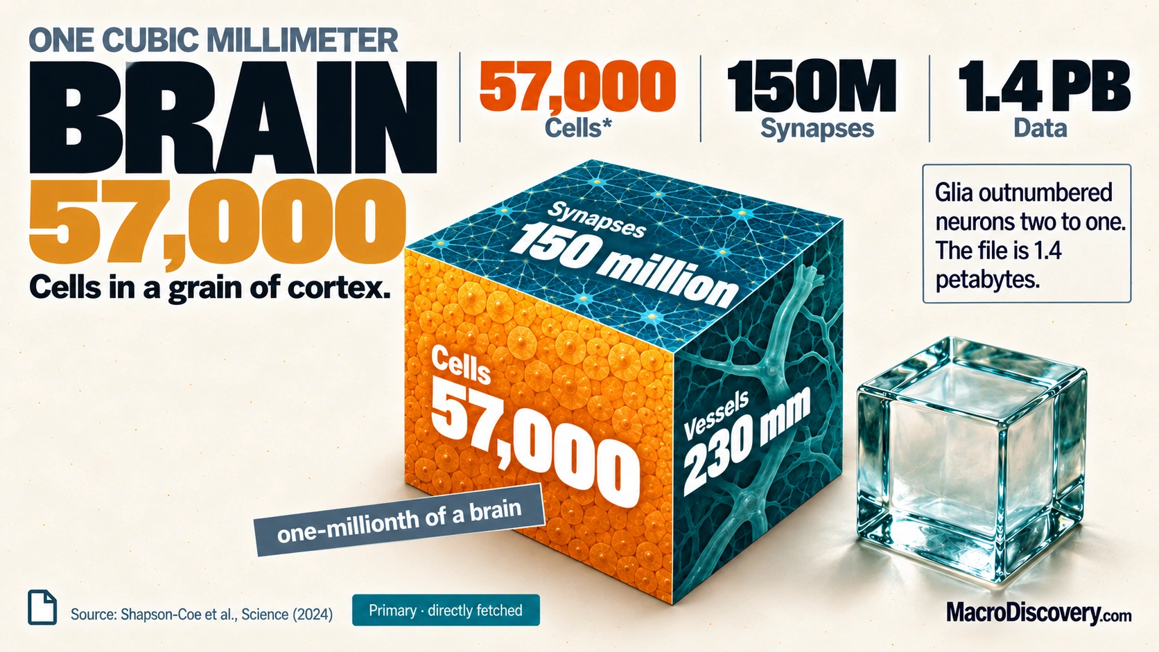 Race to Decode the Brain